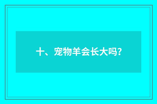 十、宠物羊会长大吗？