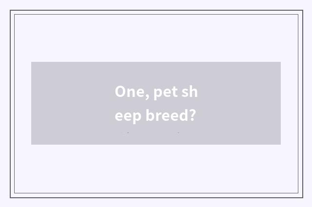 One, pet sheep breed?