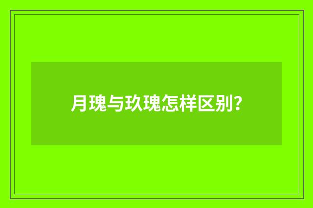 月瑰与玖瑰怎样区别？
