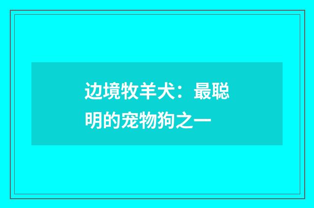 边境牧羊犬：最聪明的宠物狗之一