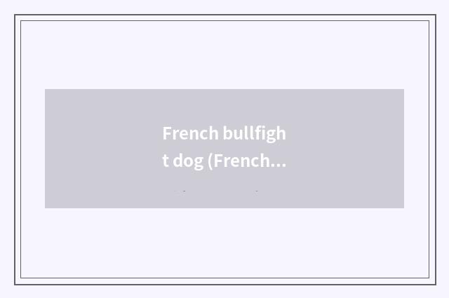 French bullfight dog (French Bulldog)