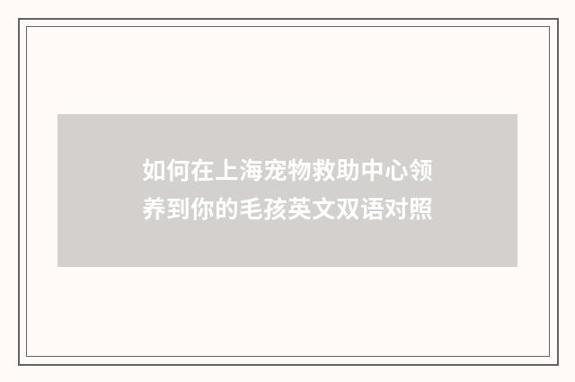 如何在上海宠物救助中心领养到你的毛孩英文双语对照