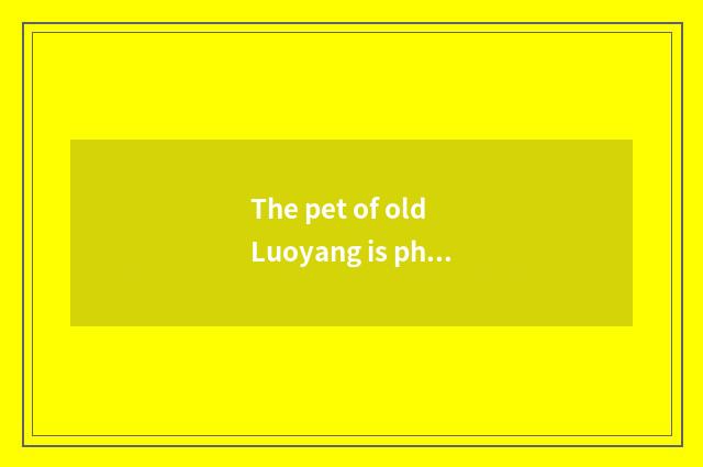The pet of old Luoyang is phyletic
