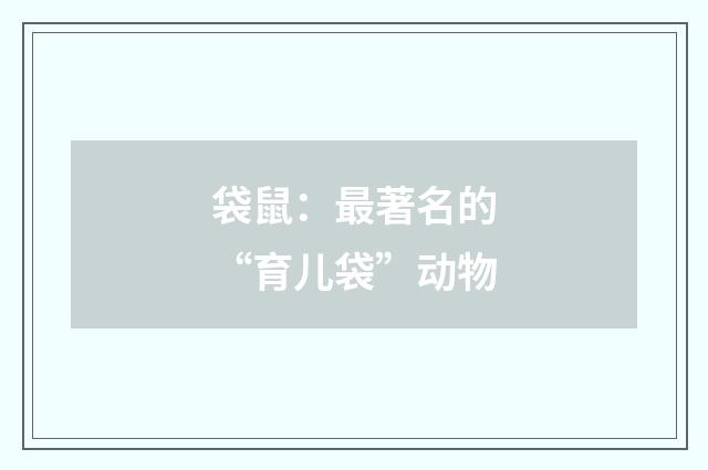 袋鼠：最著名的“育儿袋”动物