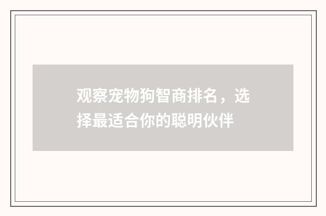 观察宠物狗智商排名，选择最适合你的聪明伙伴