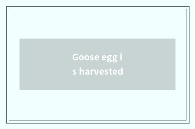 Goose egg is harvested