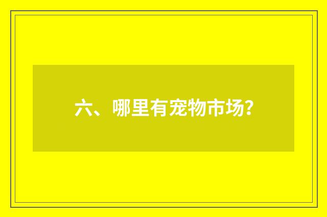 六、哪里有宠物市场？