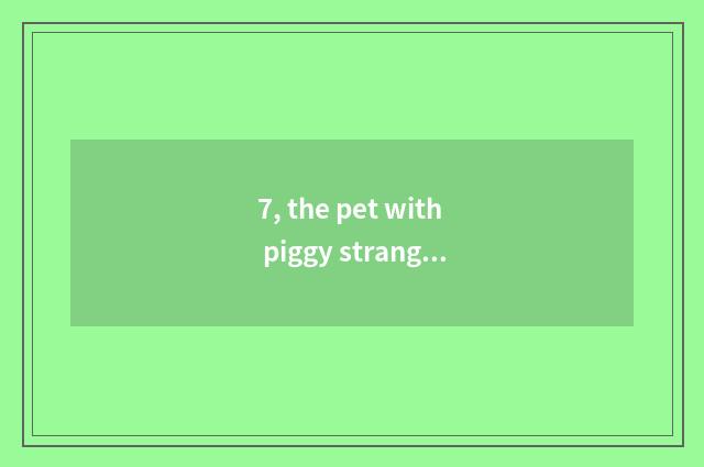 7, the pet with piggy strange admire?