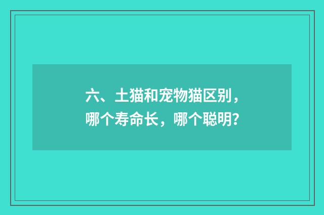六、土猫和宠物猫区别,哪个寿命长,哪个聪明?