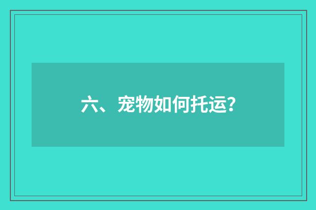 六、宠物如何托运？
