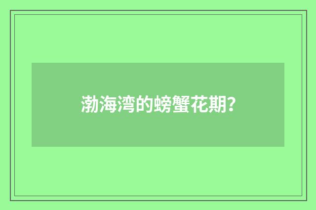 渤海湾的螃蟹花期？