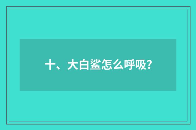 十、大白鲨怎么呼吸？