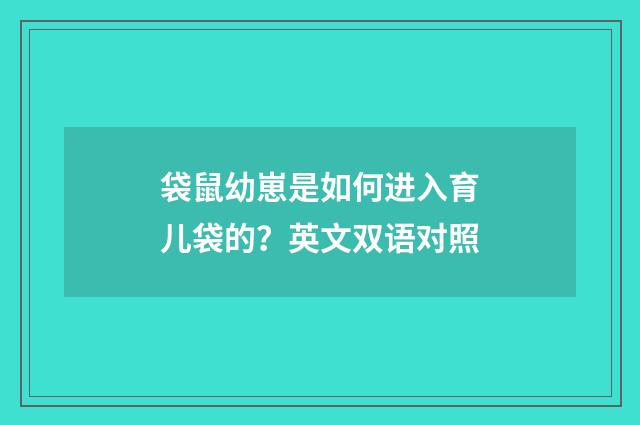 袋鼠幼崽是如何进入育儿袋的?英文双语对照