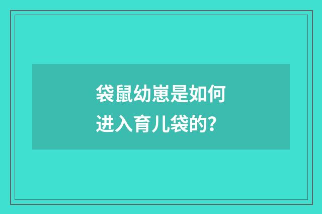 袋鼠幼崽是如何进入育儿袋的？