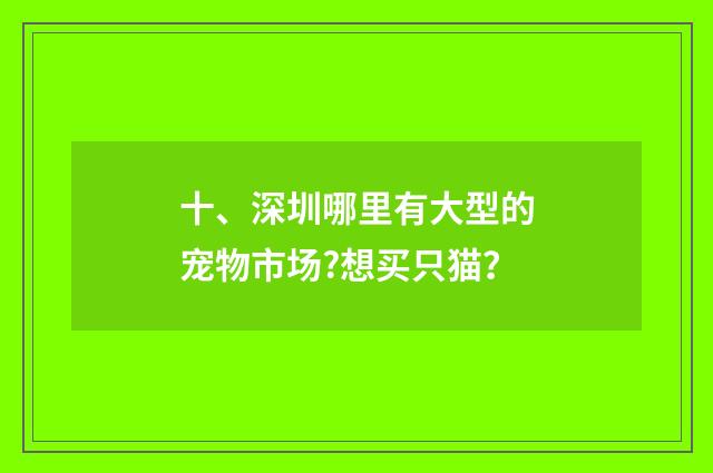 十、深圳哪里有大型的宠物市场?想买只猫？