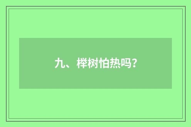九、榉树怕热吗？