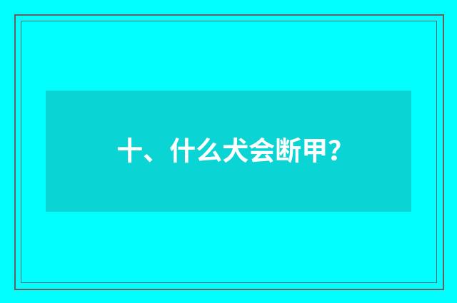十、什么犬会断甲？