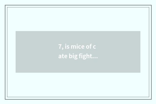 7, is mice of cate big fight amused?