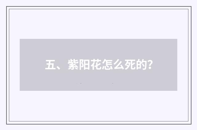 五、紫阳花怎么死的？