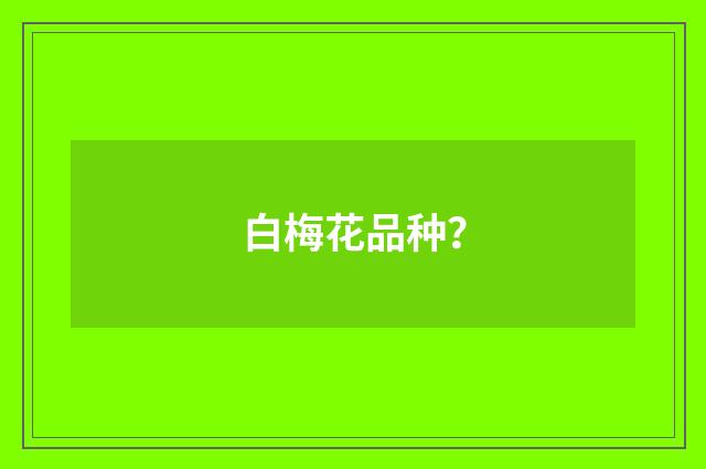 白梅花品种？