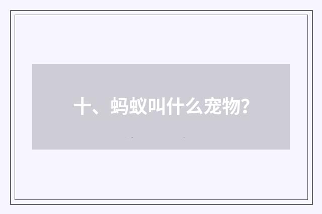 十、蚂蚁叫什么宠物？