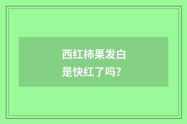西红柿果发白是快红了吗？