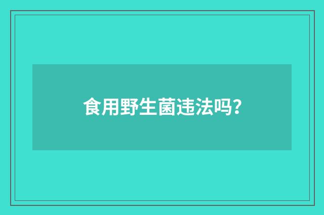 食用野生菌违法吗？