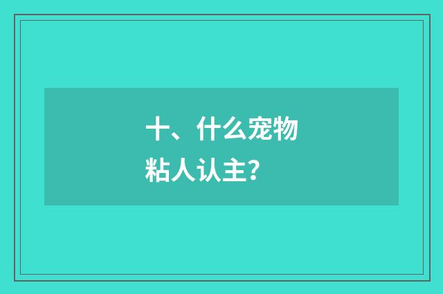 十、什么宠物粘人认主？