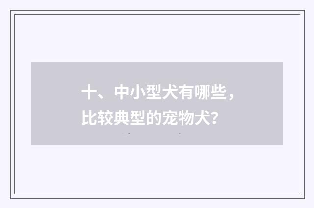 十、中小型犬有哪些,比较典型的宠物犬?