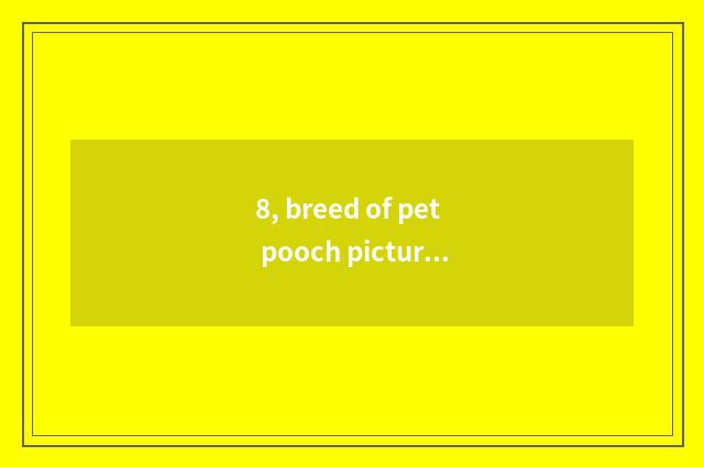 8, breed of pet pooch picture?
