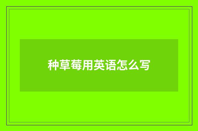 种草莓用英语怎么写