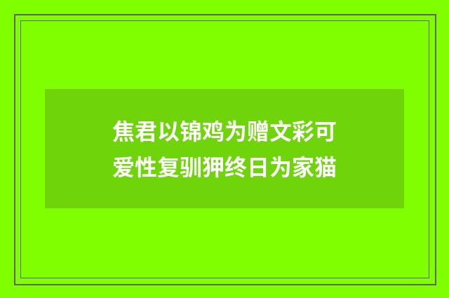 焦君以锦鸡为赠文彩可爱性复驯狎终日为家猫