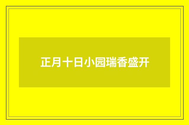 正月十日小园瑞香盛开