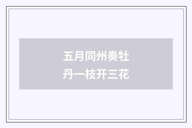 五月同州奏牡丹一枝开三花
