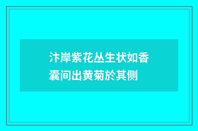 汴岸紫花丛生状如香囊间出黄菊於其侧