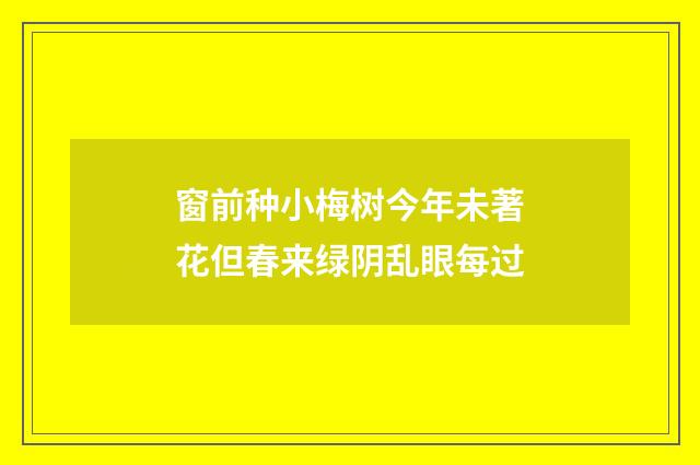 窗前种小梅树今年未著花但春来绿阴乱眼每过
