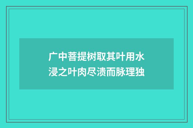 广中菩提树取其叶用水浸之叶肉尽溃而脉理独