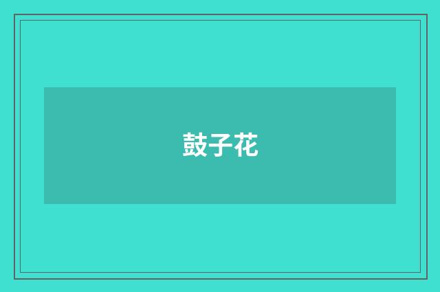 鼓子花