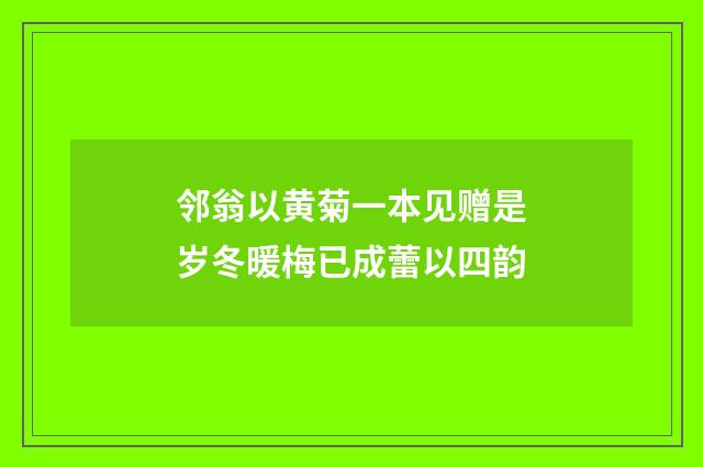 邻翁以黄菊一本见赠是岁冬暖梅已成蕾以四韵