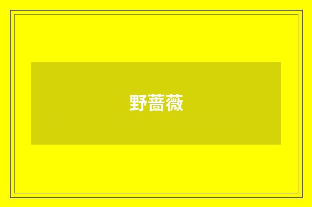 野蔷薇