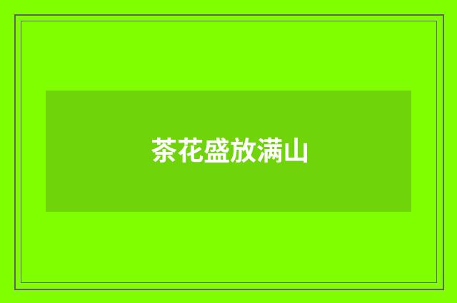 茶花盛放满山