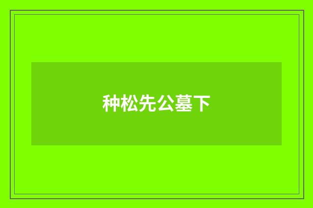 种松先公墓下