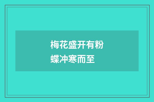 梅花盛开有粉蝶冲寒而至