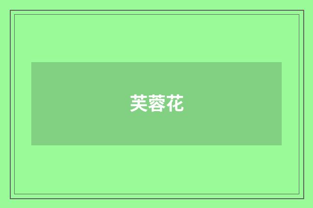 芙蓉花