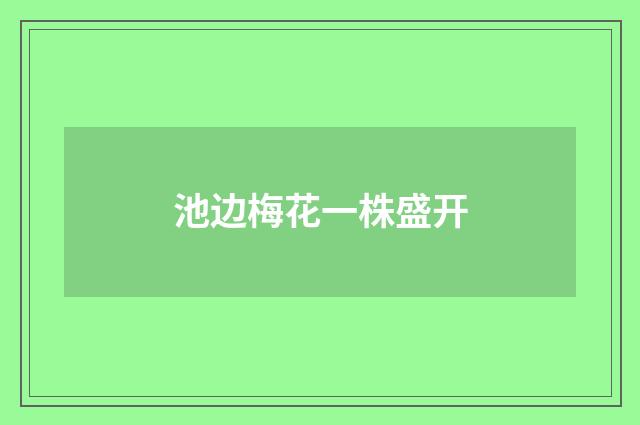 池边梅花一株盛开
