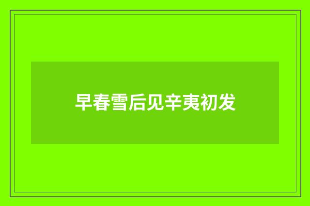 早春雪后见辛夷初发
