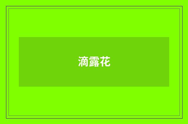 滴露花