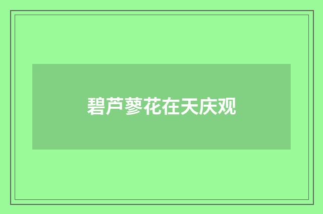 碧芦蓼花在天庆观