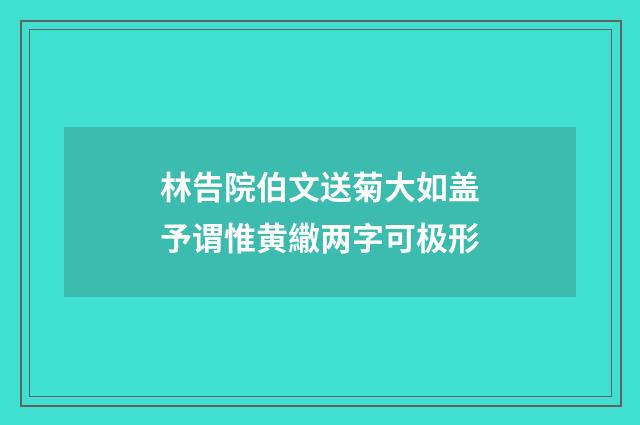 林告院伯文送菊大如盖予谓惟黄繖两字可极形
