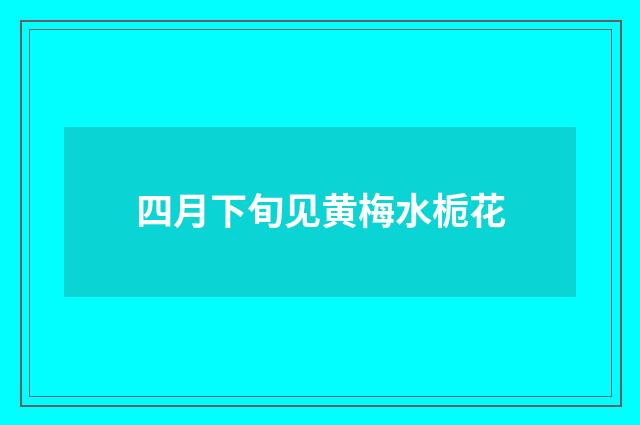 四月下旬见黄梅水栀花
